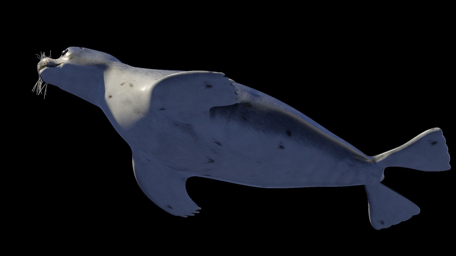 Seal animal Low-poly 3D model_5