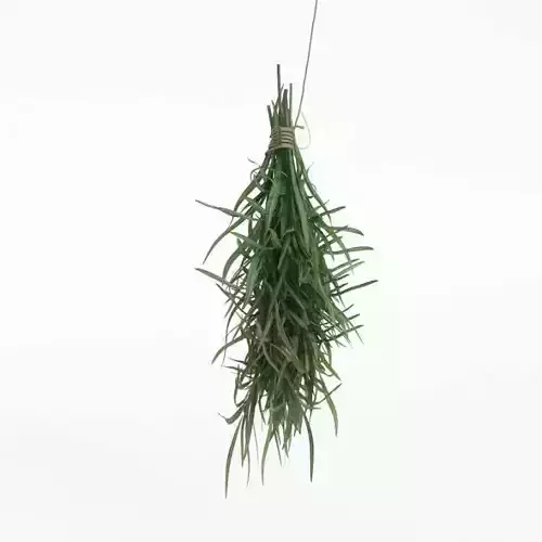 Fresh Green Estragon Tarragon Bundle 3D model