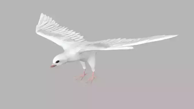 White Dove 3D Model 3D model