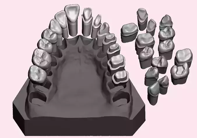Full die set dental sample model maxillar 3D print model
