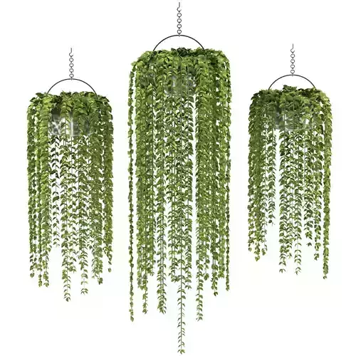 Plants collection 10