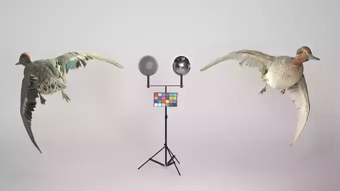 Flying duck 13 Low-poly 3D model