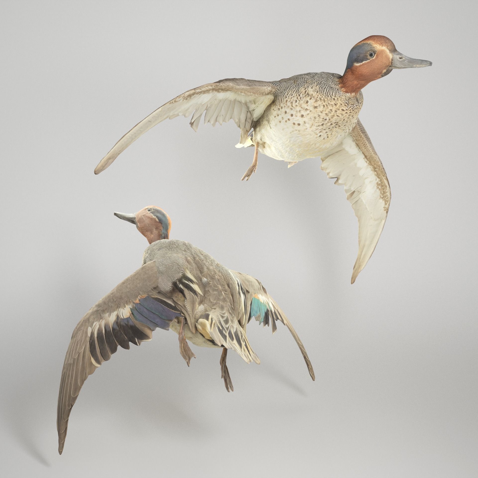 Flying duck 13 Low-poly 3D model_1