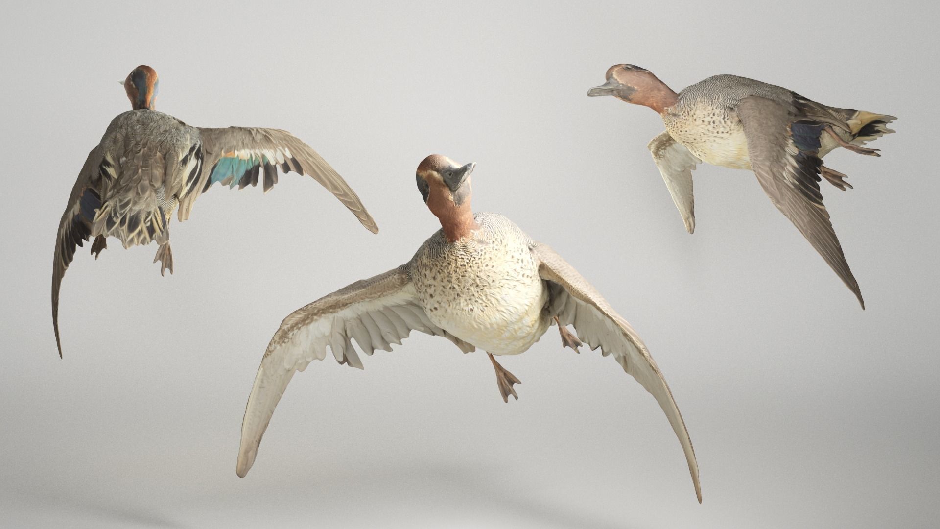 Flying duck 13 Low-poly 3D model_2