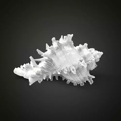 High poly sea shell  3D print model