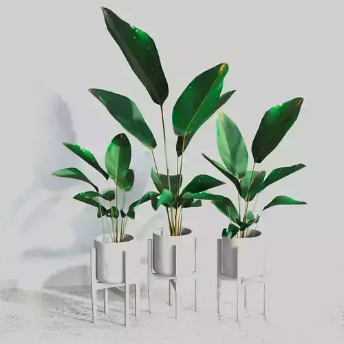 Calathea Luthea Indoor Plant