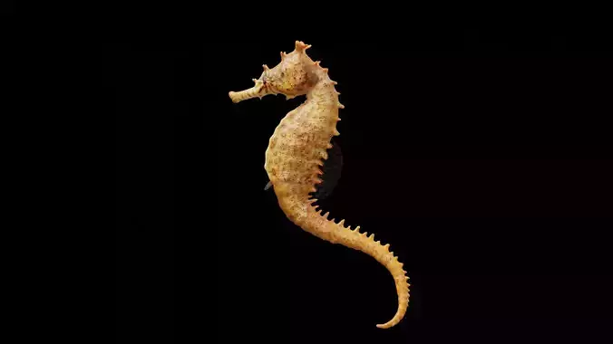 Seahorse fish Low-poly 3D model