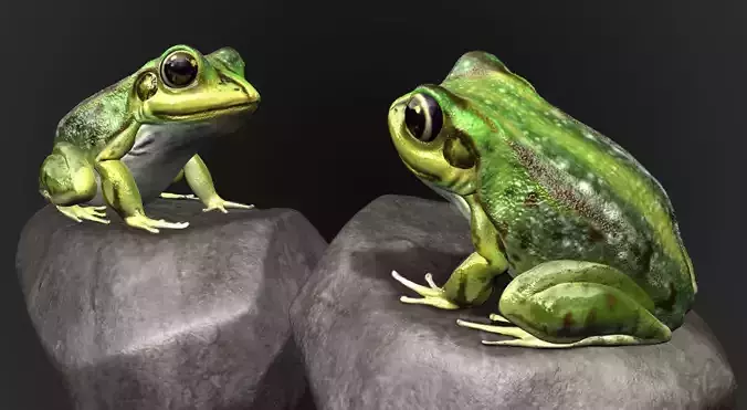 Frog Sculpt
