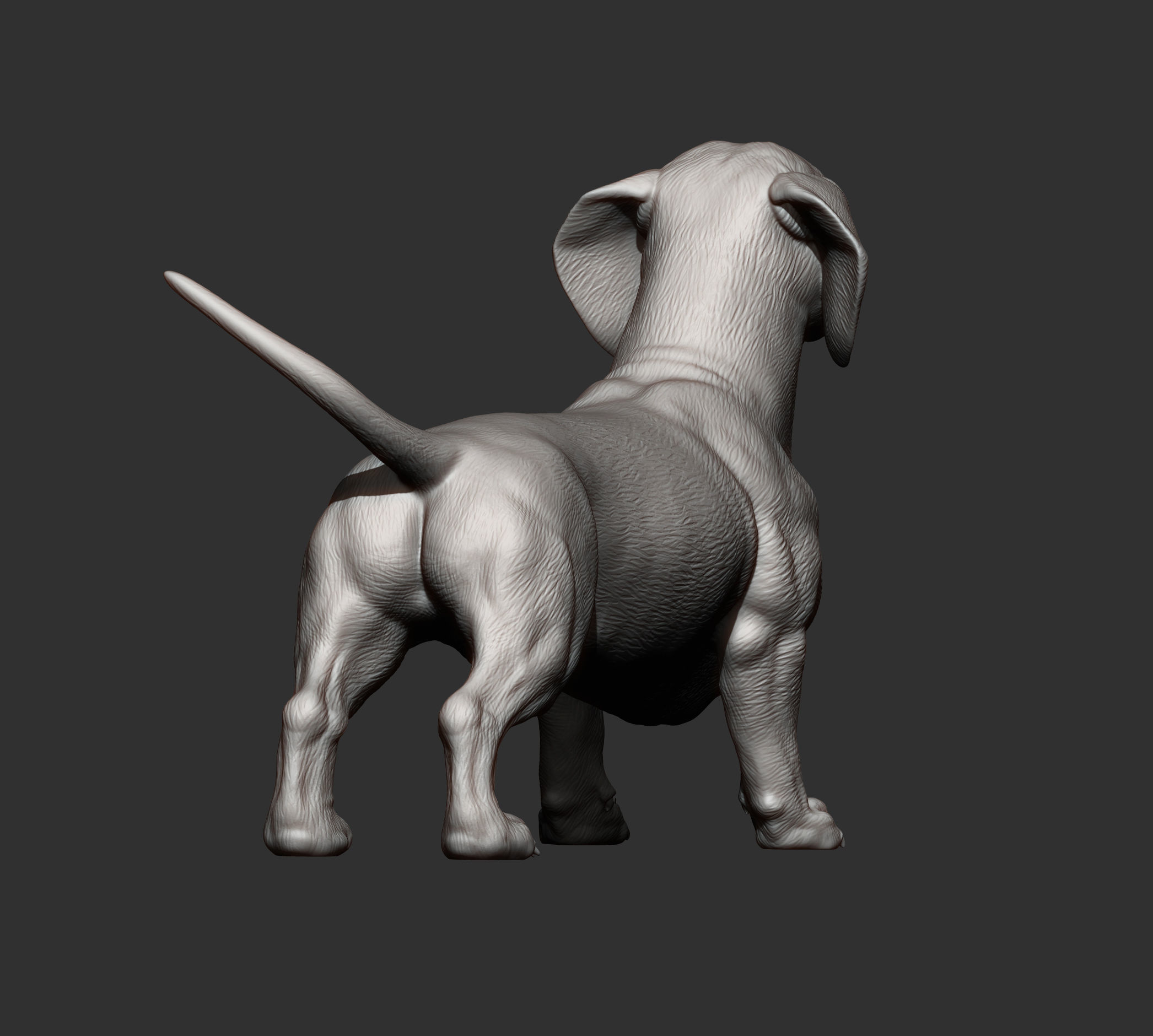 dachshund 3D print model_5