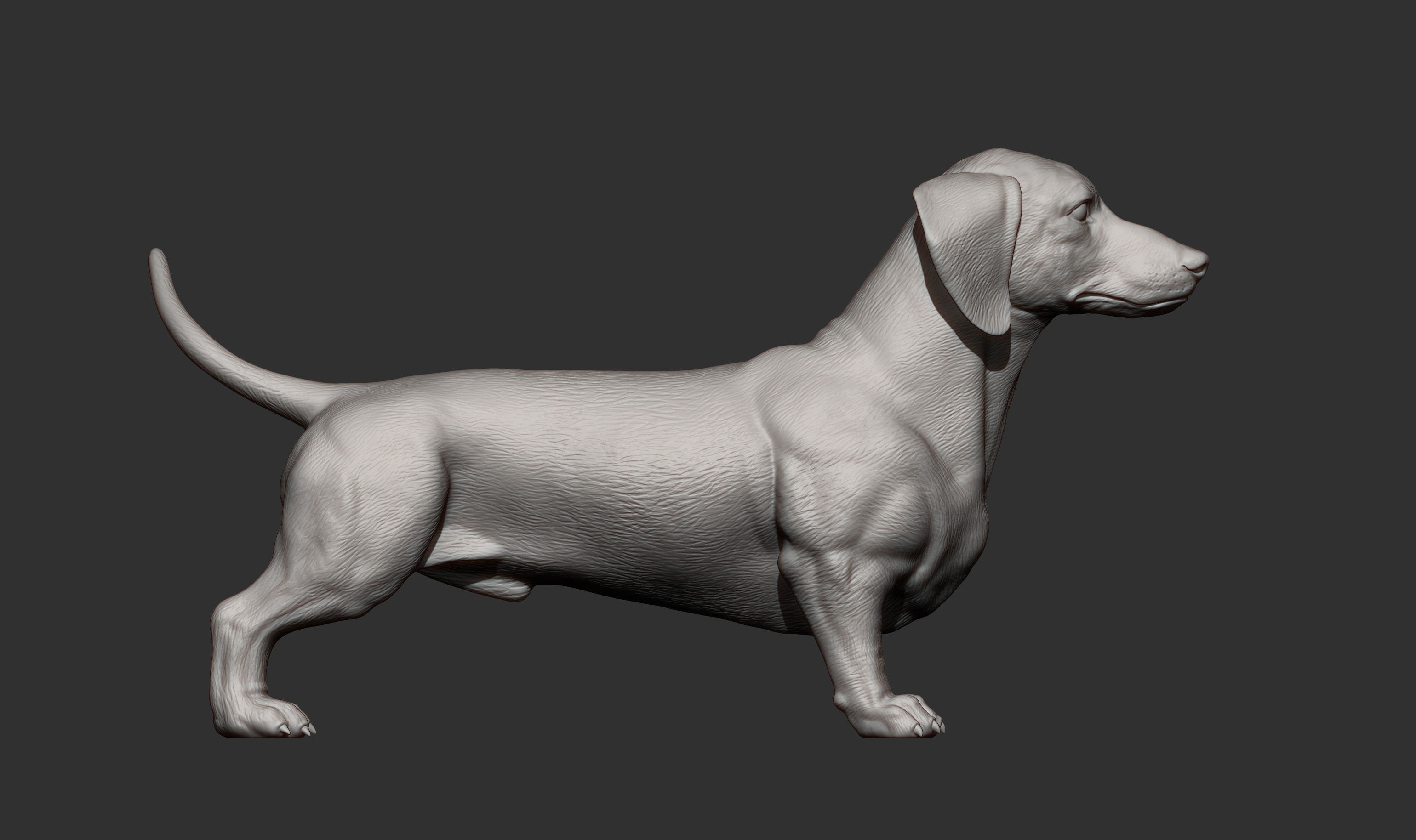dachshund 3D print model_3