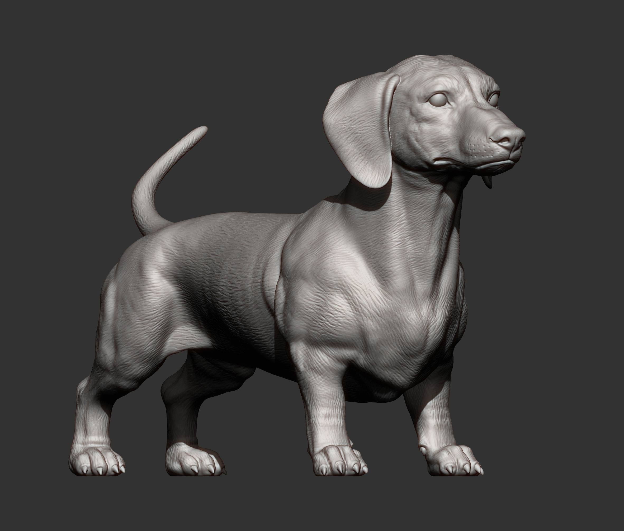dachshund 3D print model_4