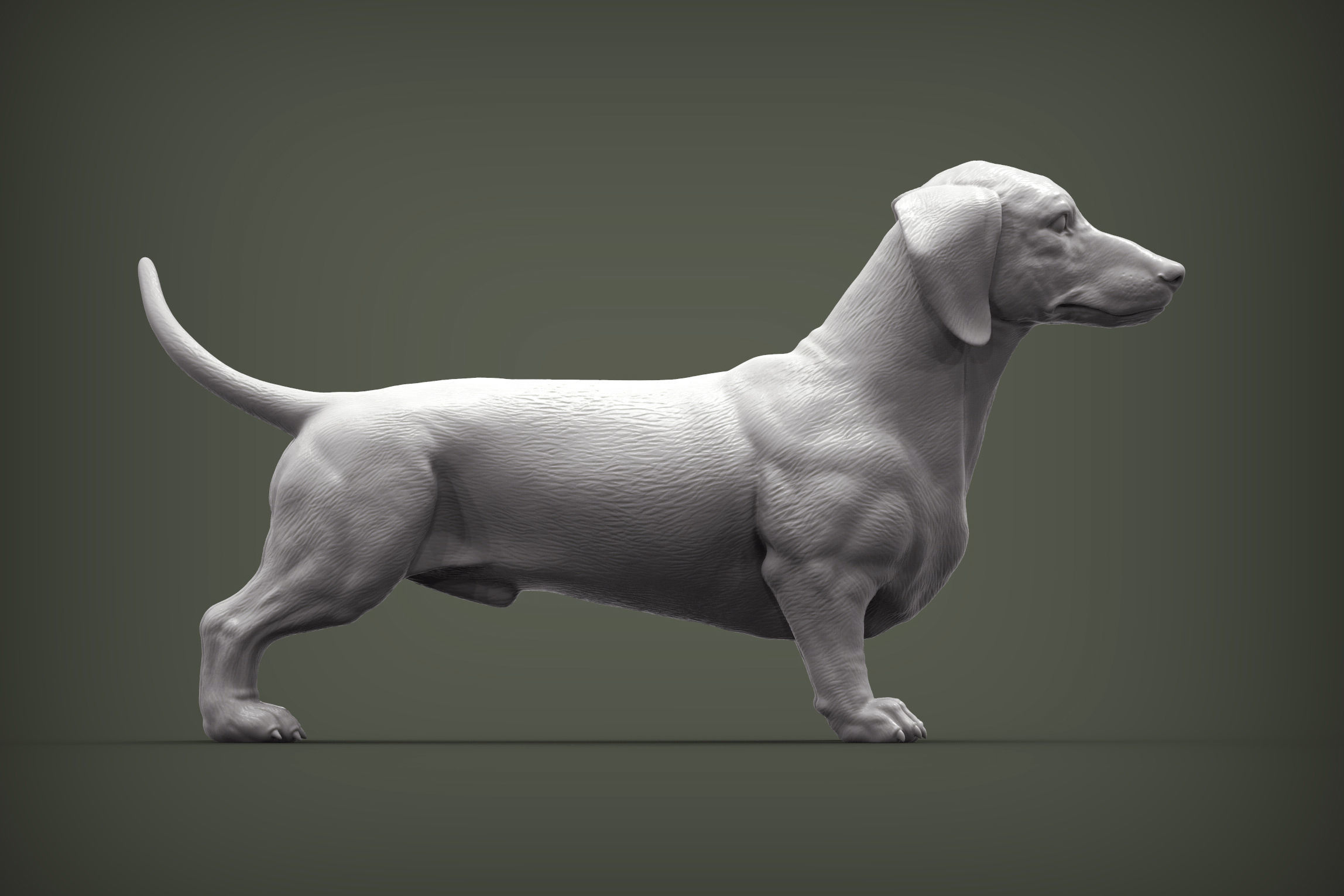 dachshund 3D print model_1