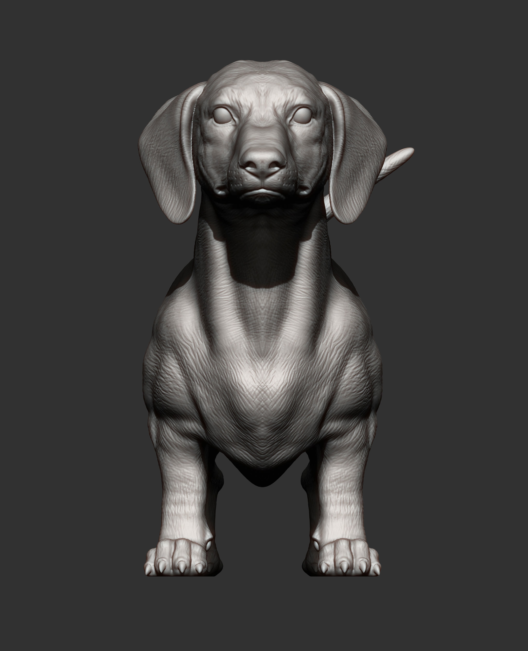dachshund 3D print model_6