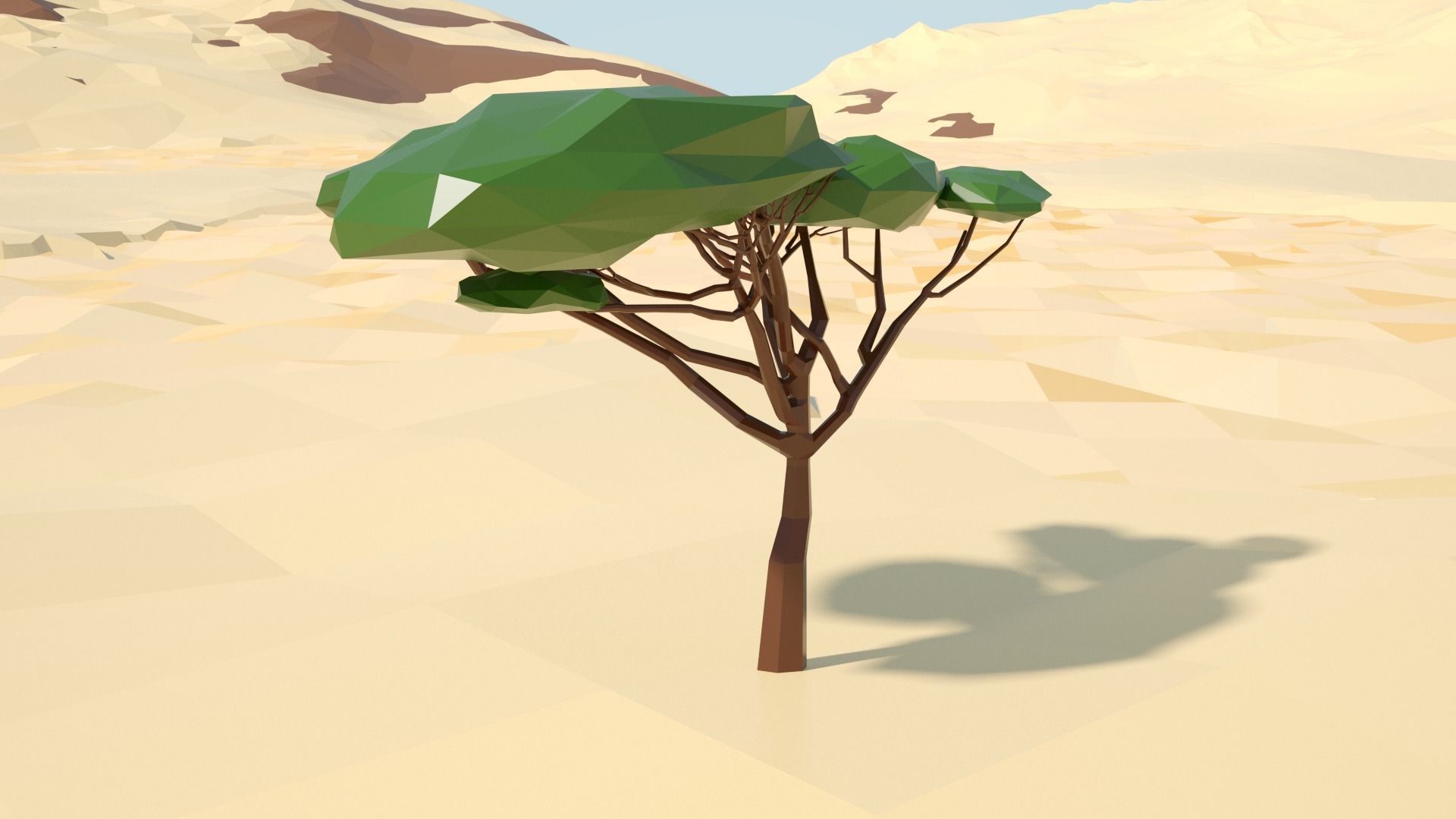 Acacia tree stylized model Low-poly 3D model_13