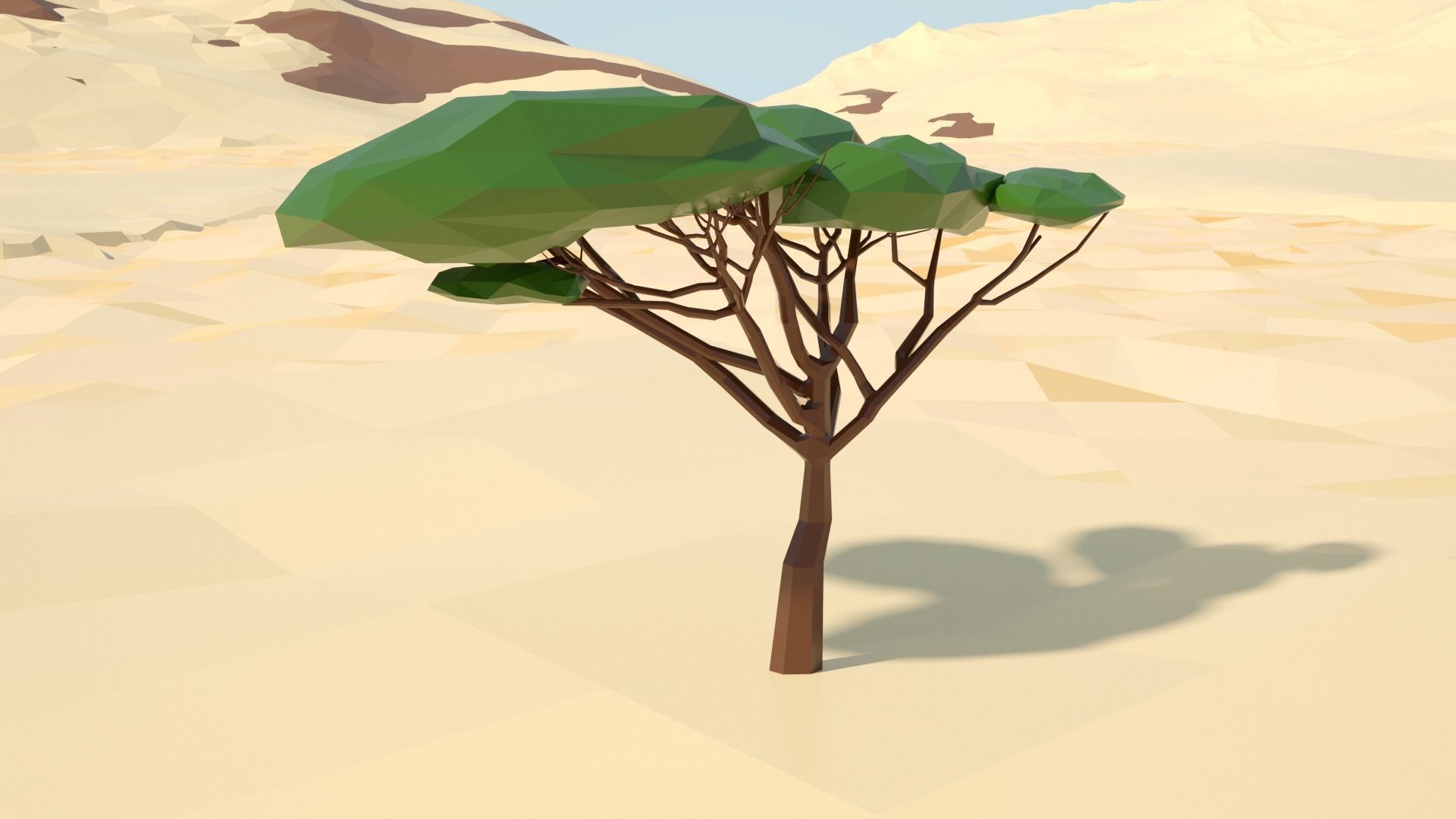 Acacia tree stylized model Low-poly 3D model_12