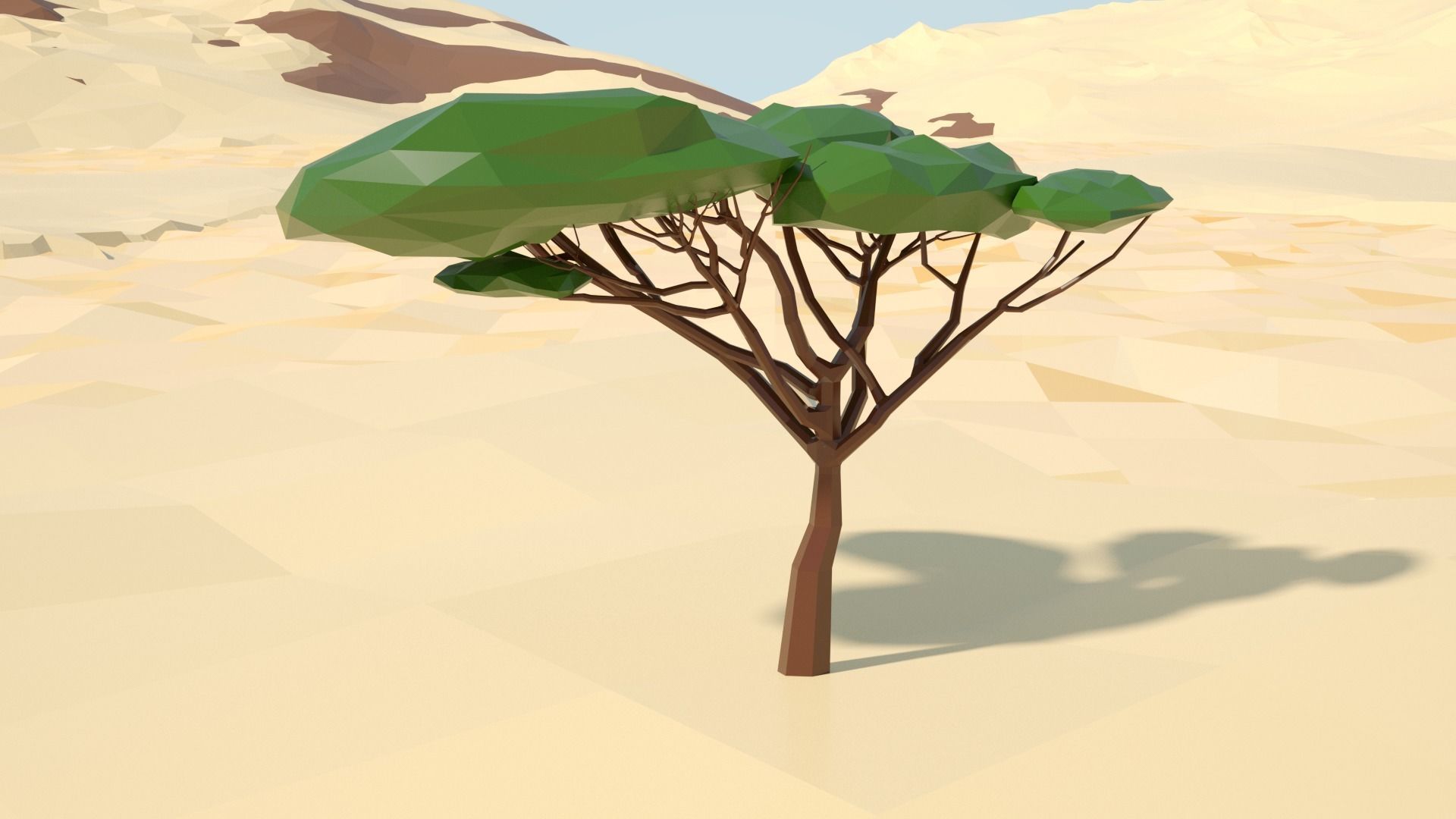 Acacia tree stylized model Low-poly 3D model_50