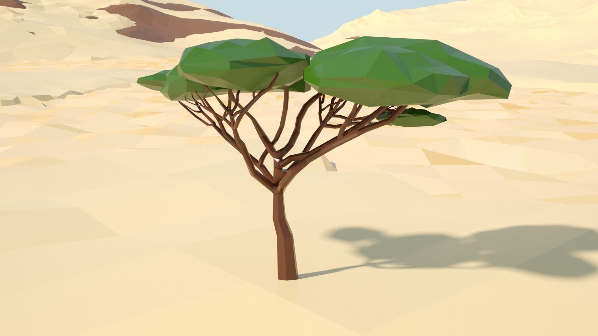 Acacia tree stylized model Low-poly 3D model_58