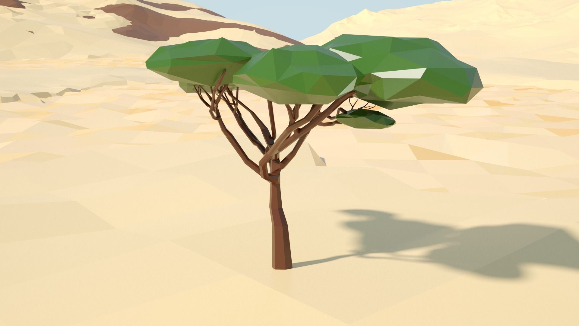 Acacia tree stylized model Low-poly 3D model_63