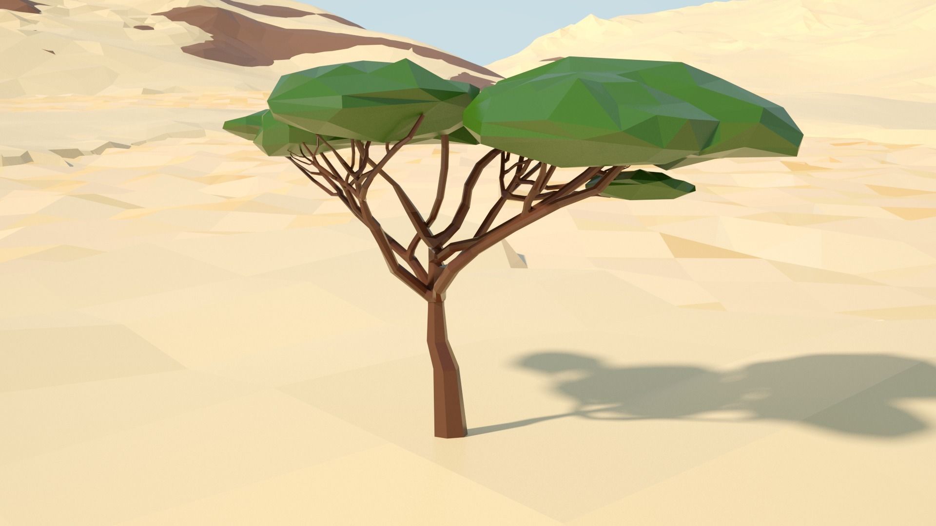 Acacia tree stylized model Low-poly 3D model_57