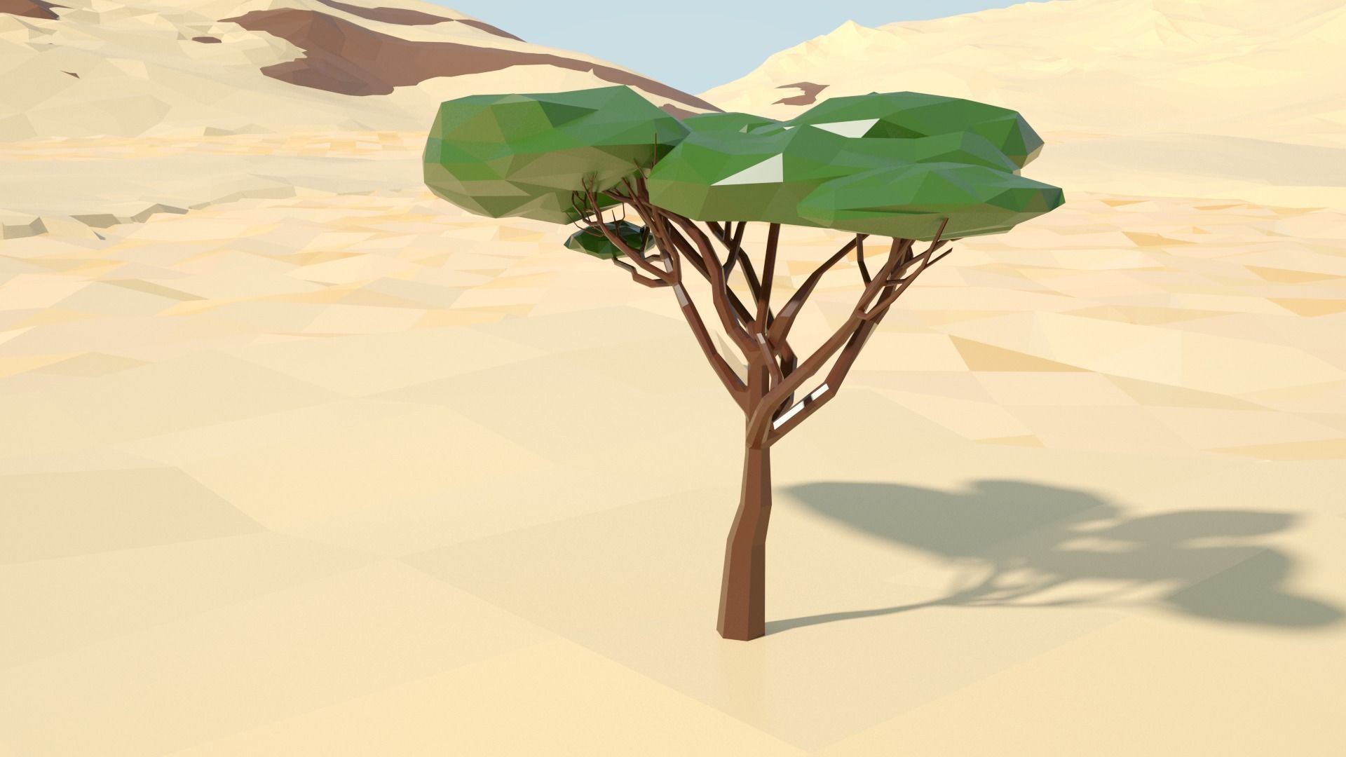 Acacia tree stylized model Low-poly 3D model_34