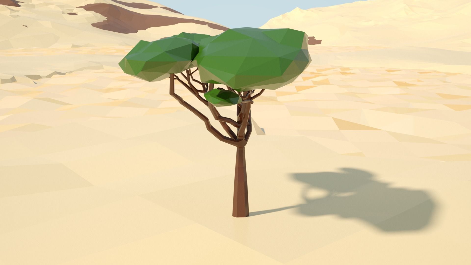 Acacia tree stylized model Low-poly 3D model_20