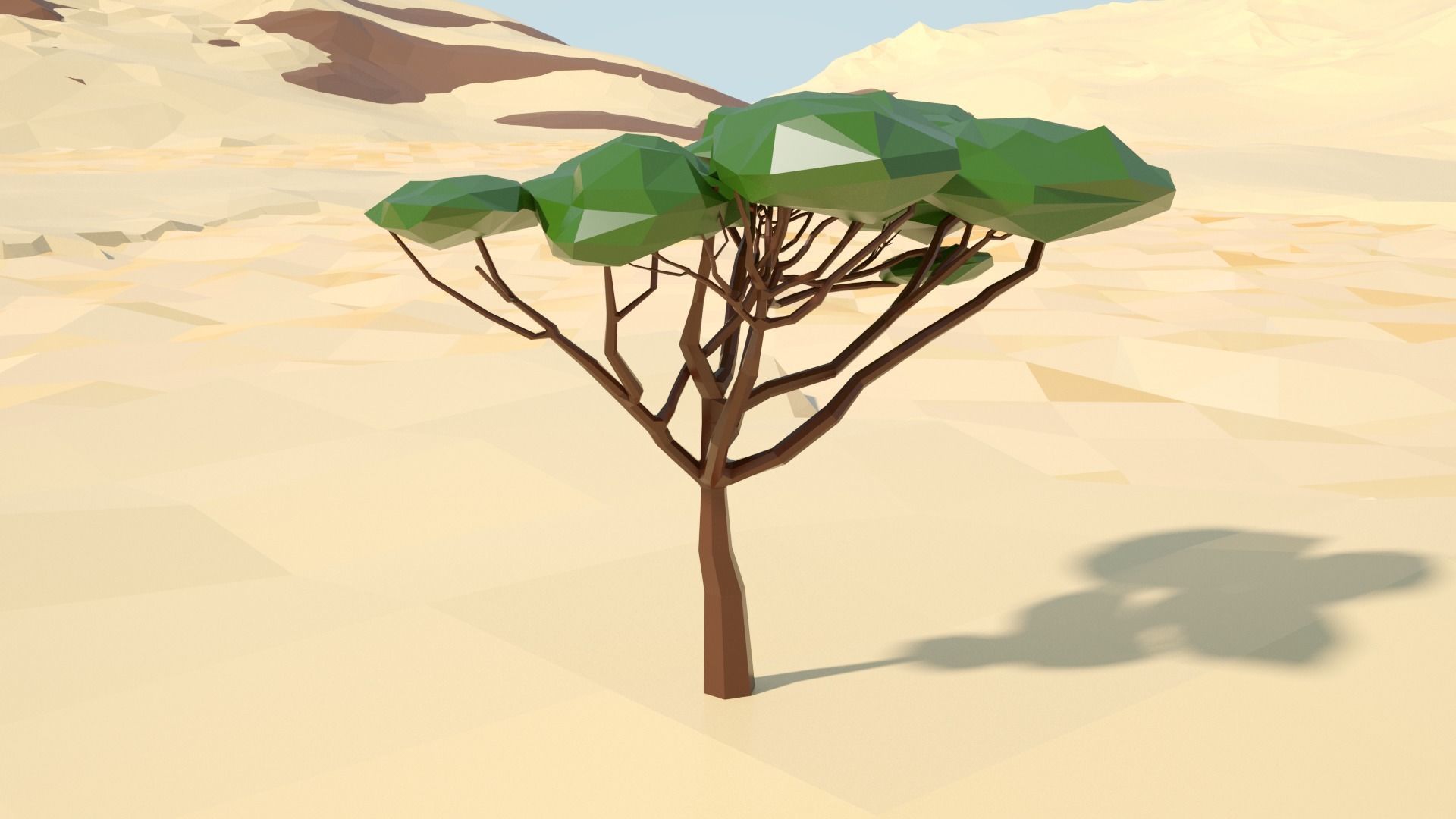 Acacia tree stylized model Low-poly 3D model_77