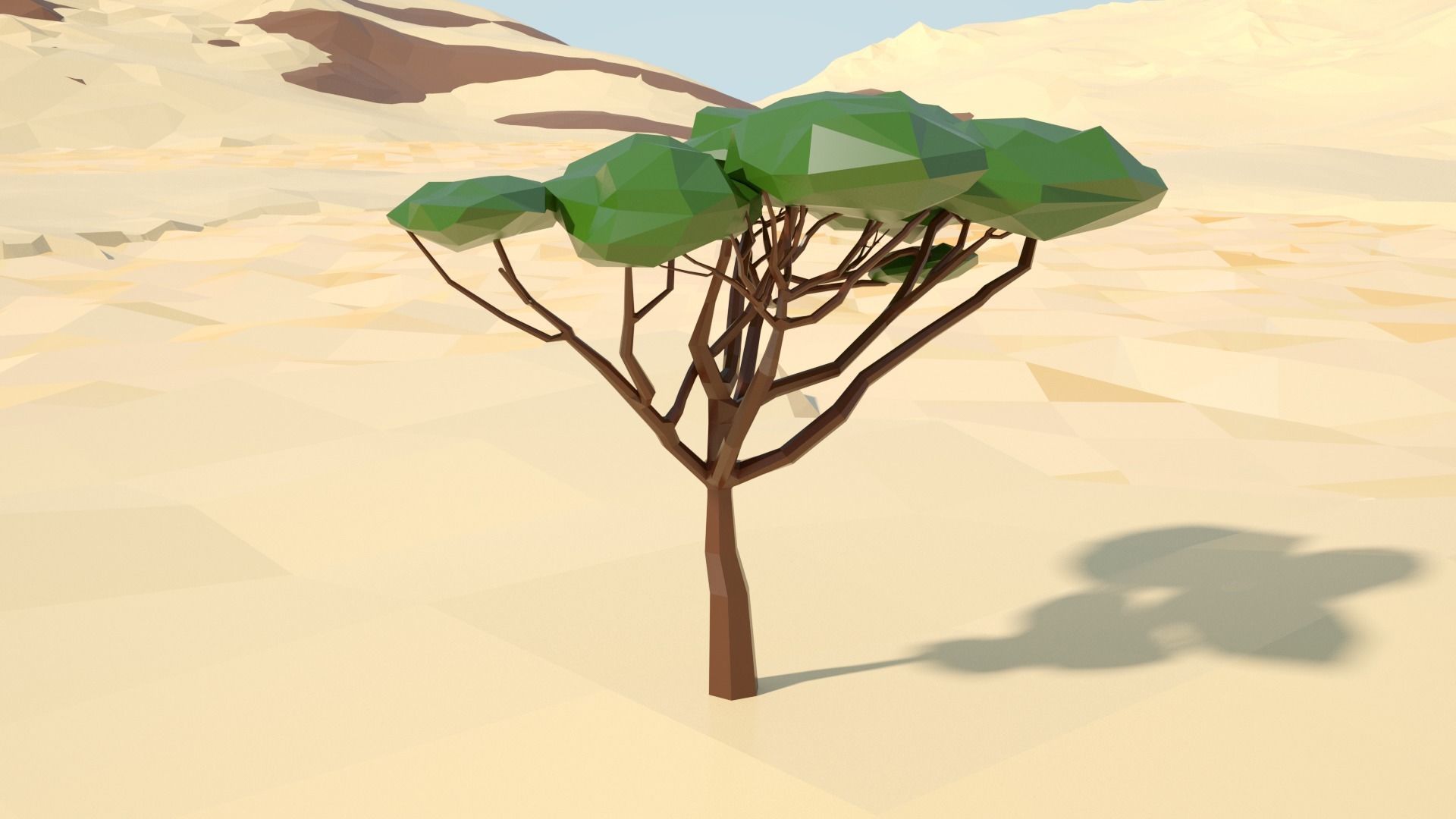 Acacia tree stylized model Low-poly 3D model_29
