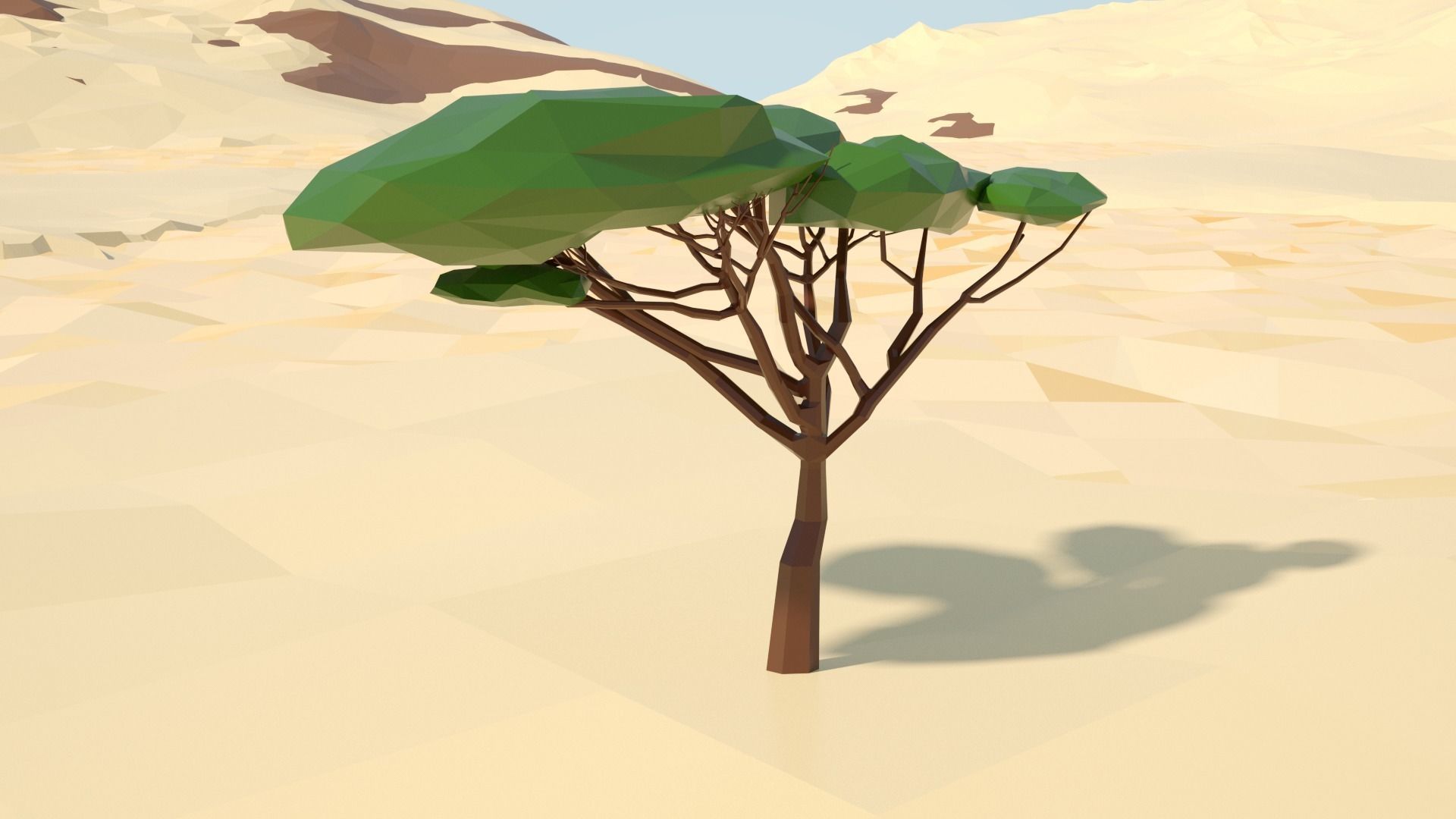 Acacia tree stylized model Low-poly 3D model_8