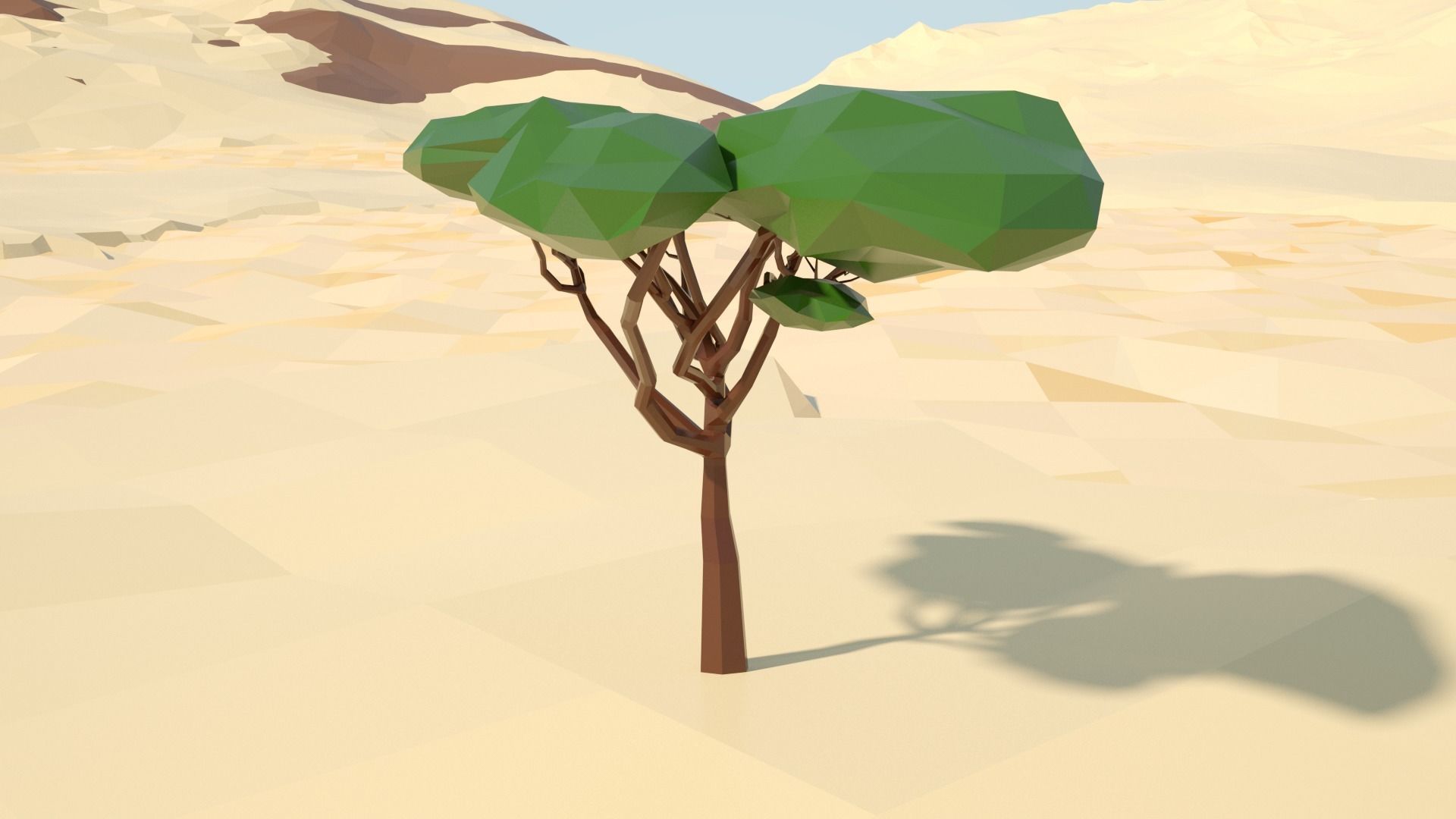 Acacia tree stylized model Low-poly 3D model_25