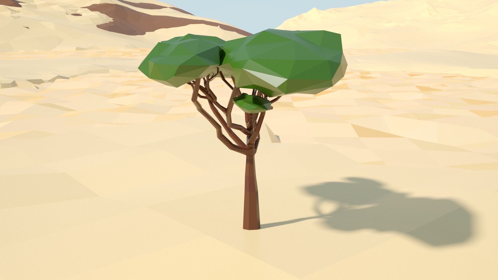 Acacia tree stylized model Low-poly 3D model_22