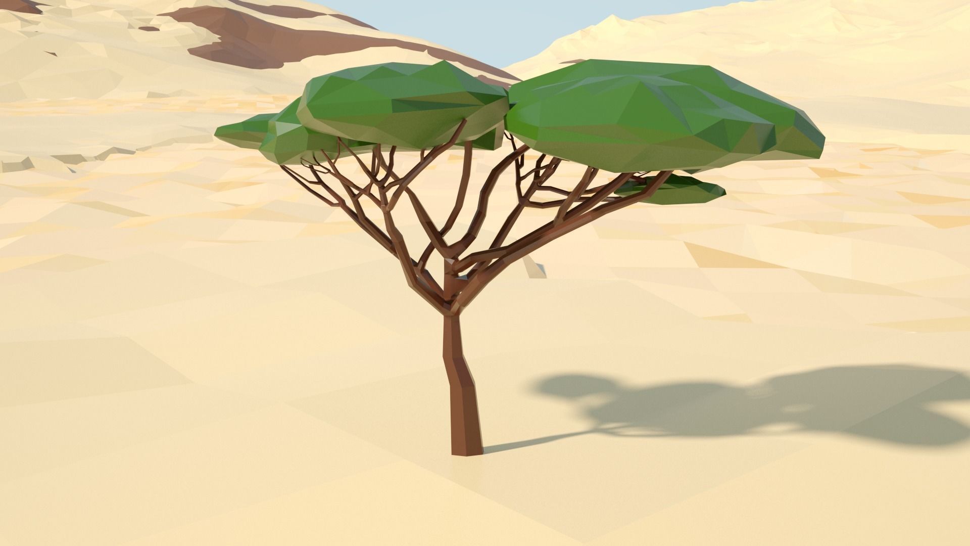Acacia tree stylized model Low-poly 3D model_64