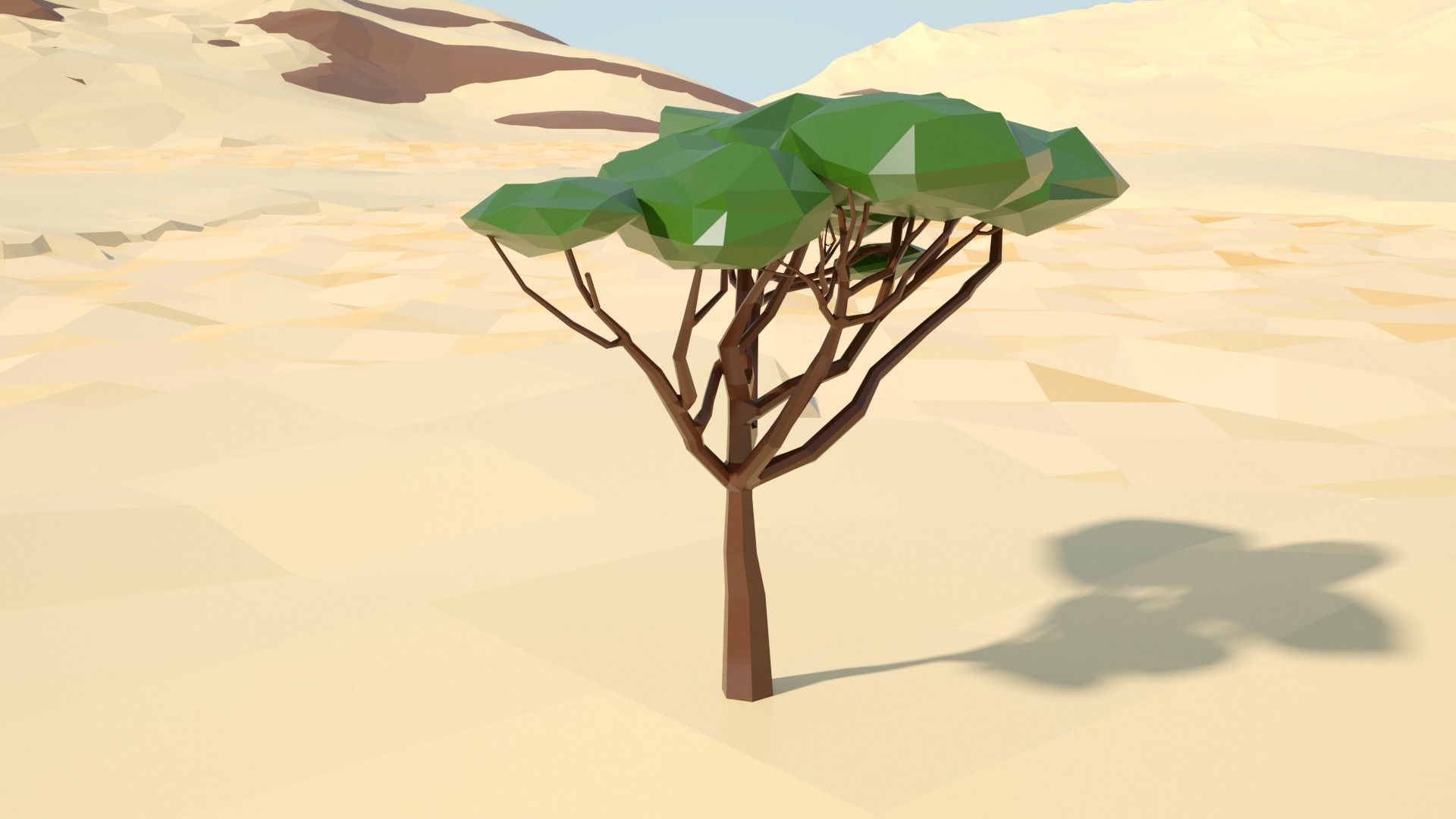 Acacia tree stylized model Low-poly 3D model_33
