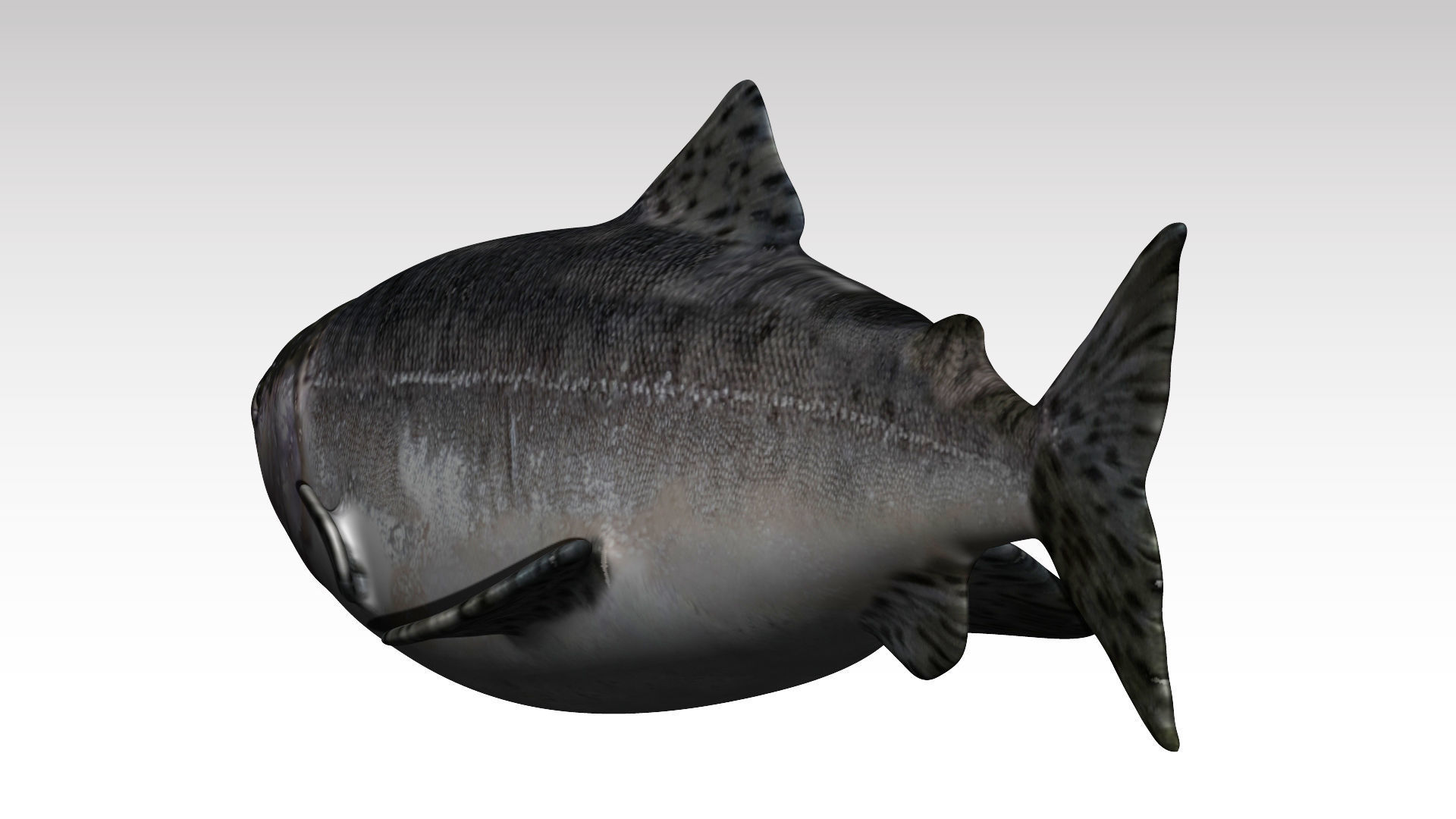 Salmon Fish Low-poly 3D model_1