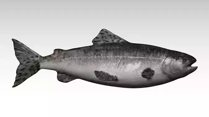 Salmon Fish Low-poly 3D model