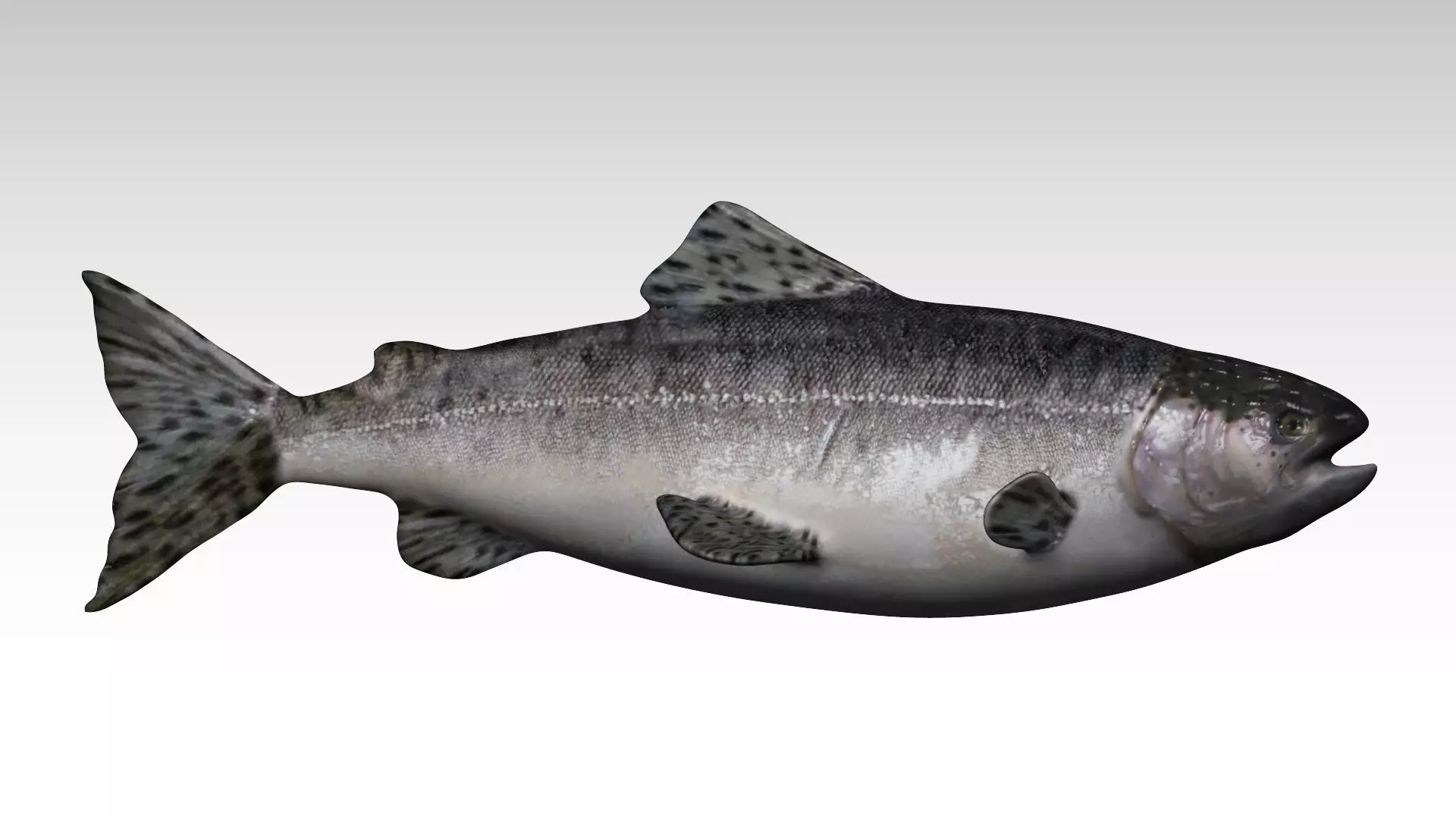 Salmon Fish Low-poly 3D model_0
