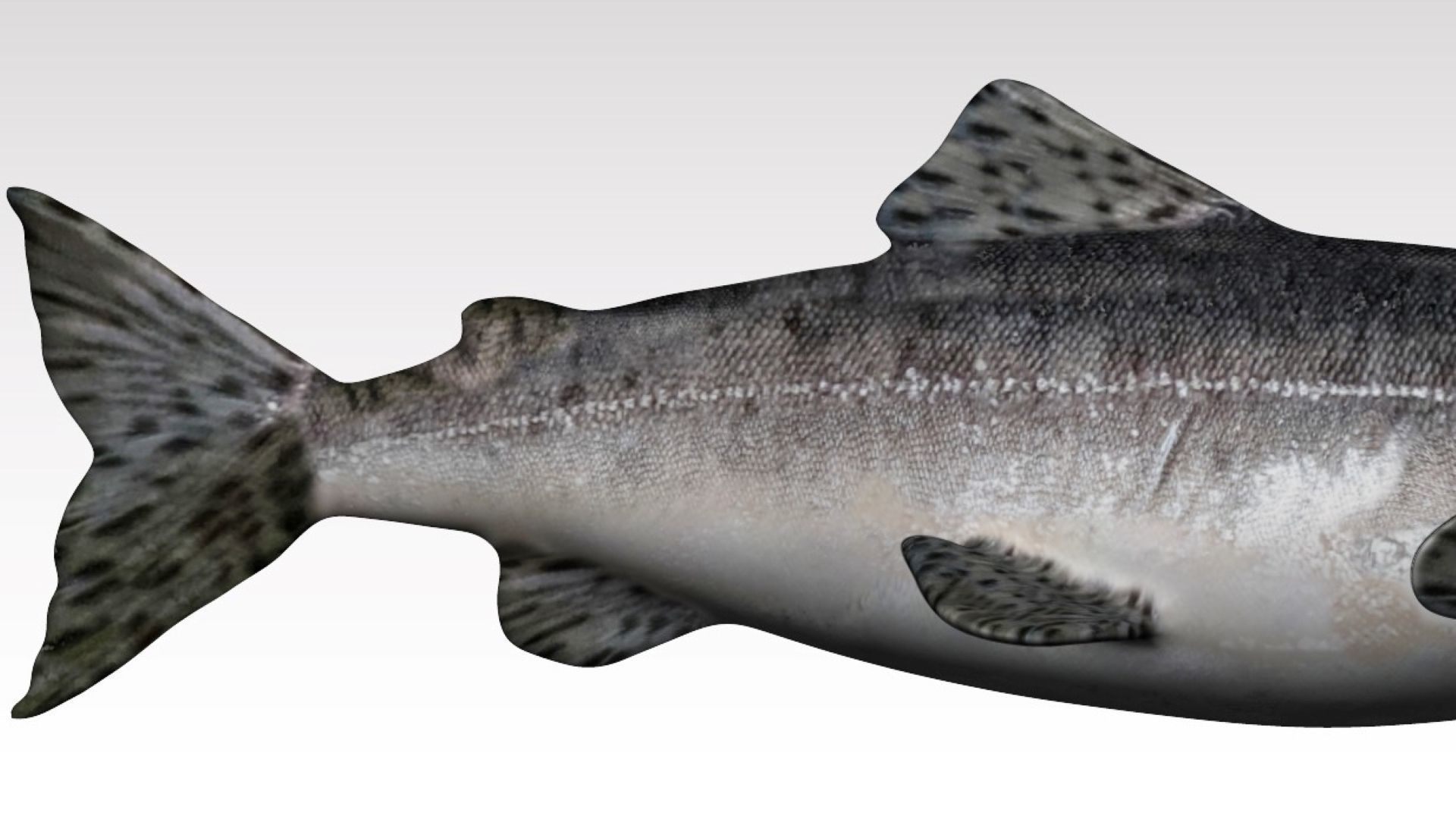 Salmon Fish Low-poly 3D model_2