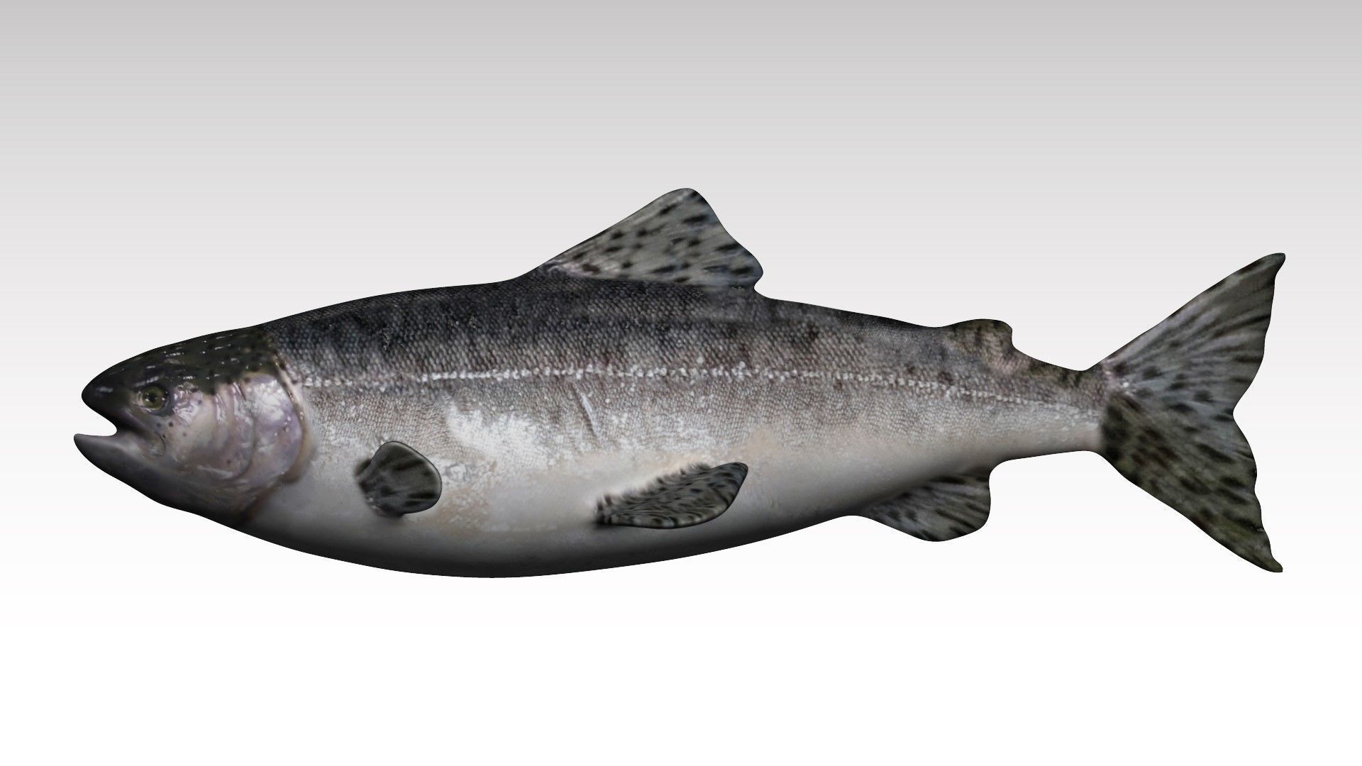 Salmon Fish Low-poly 3D model_4