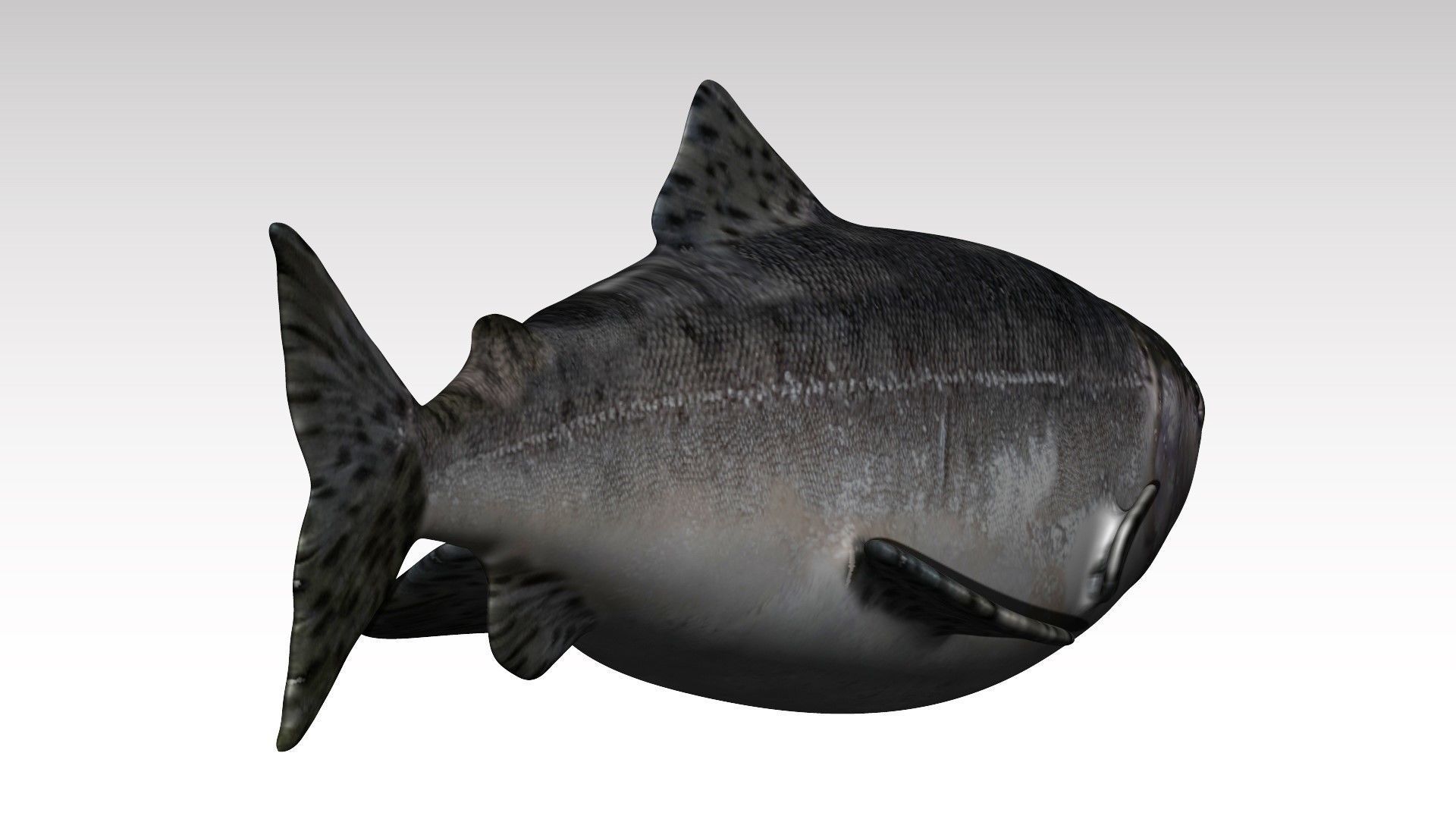 Salmon Fish Low-poly 3D model_3