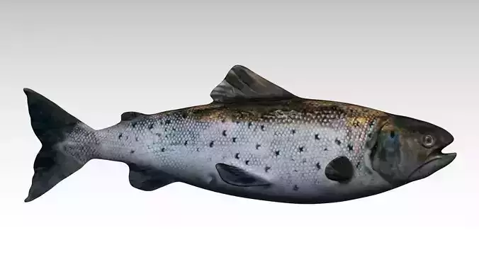 Salmon Fish Low-poly 3D model