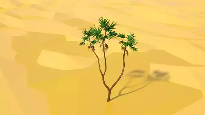Hyphaene tree in desert