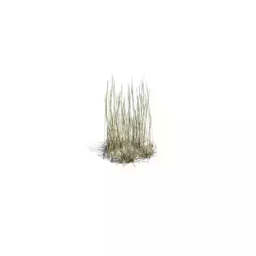 Plot Of Tall Grass