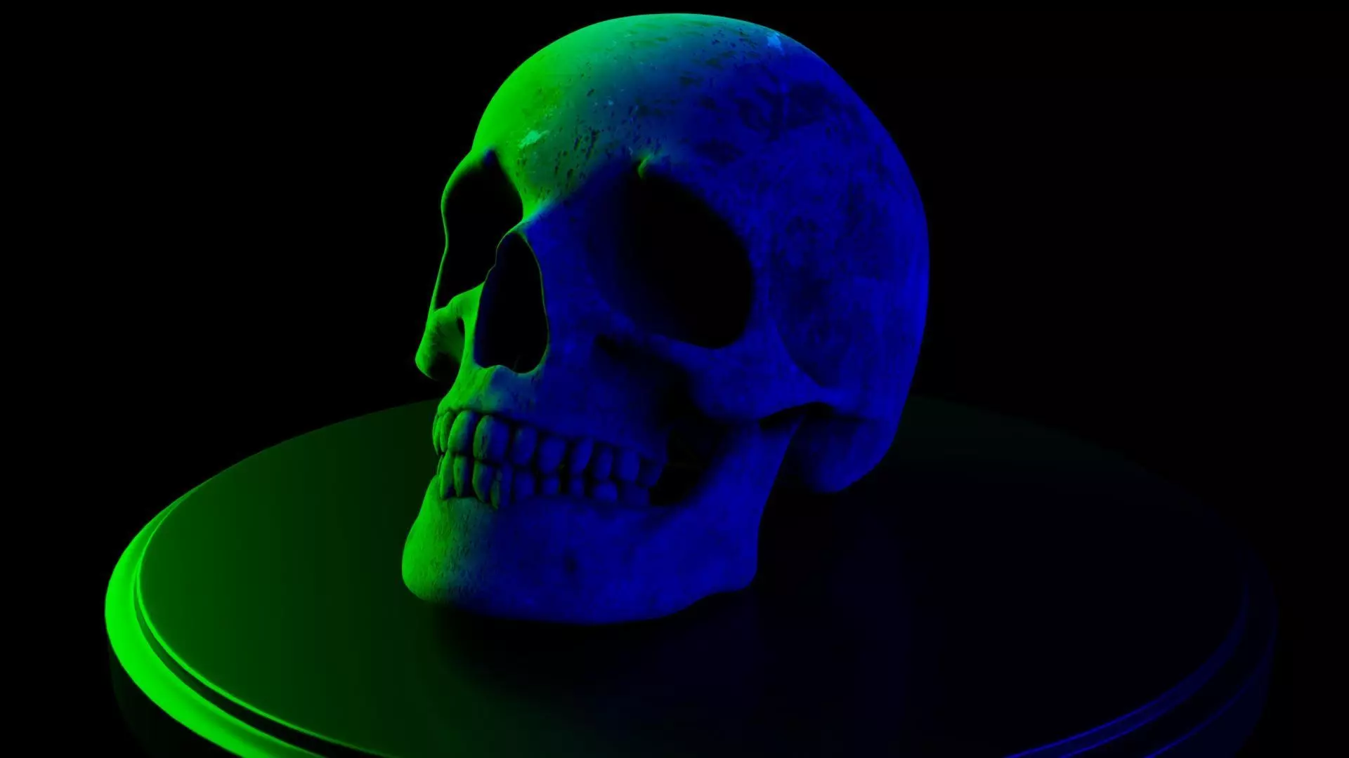 Human Skull Free 3D print model