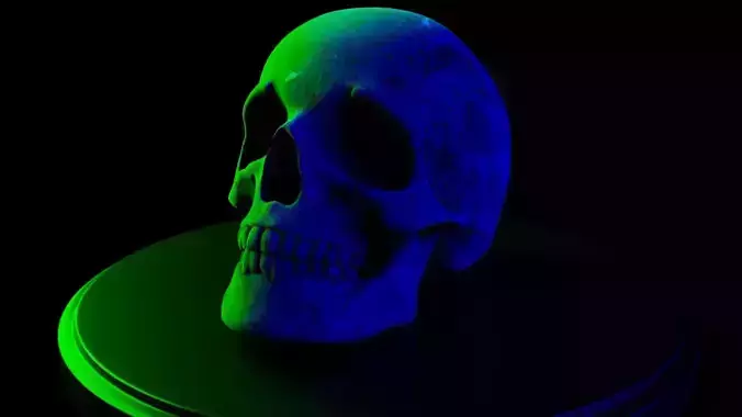 Human Skull