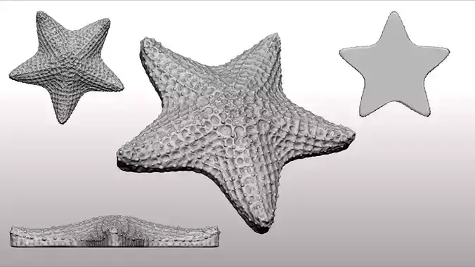 Starfish 3d Print 3D print model