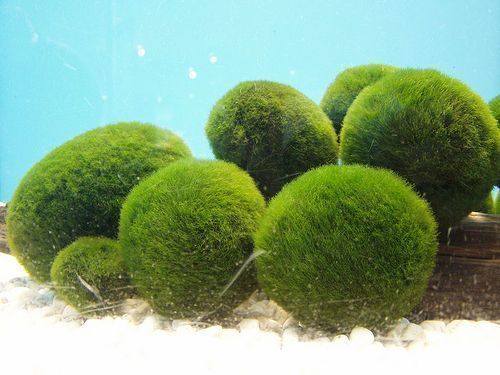 Nana is a kind of small cute plant 3D model_4