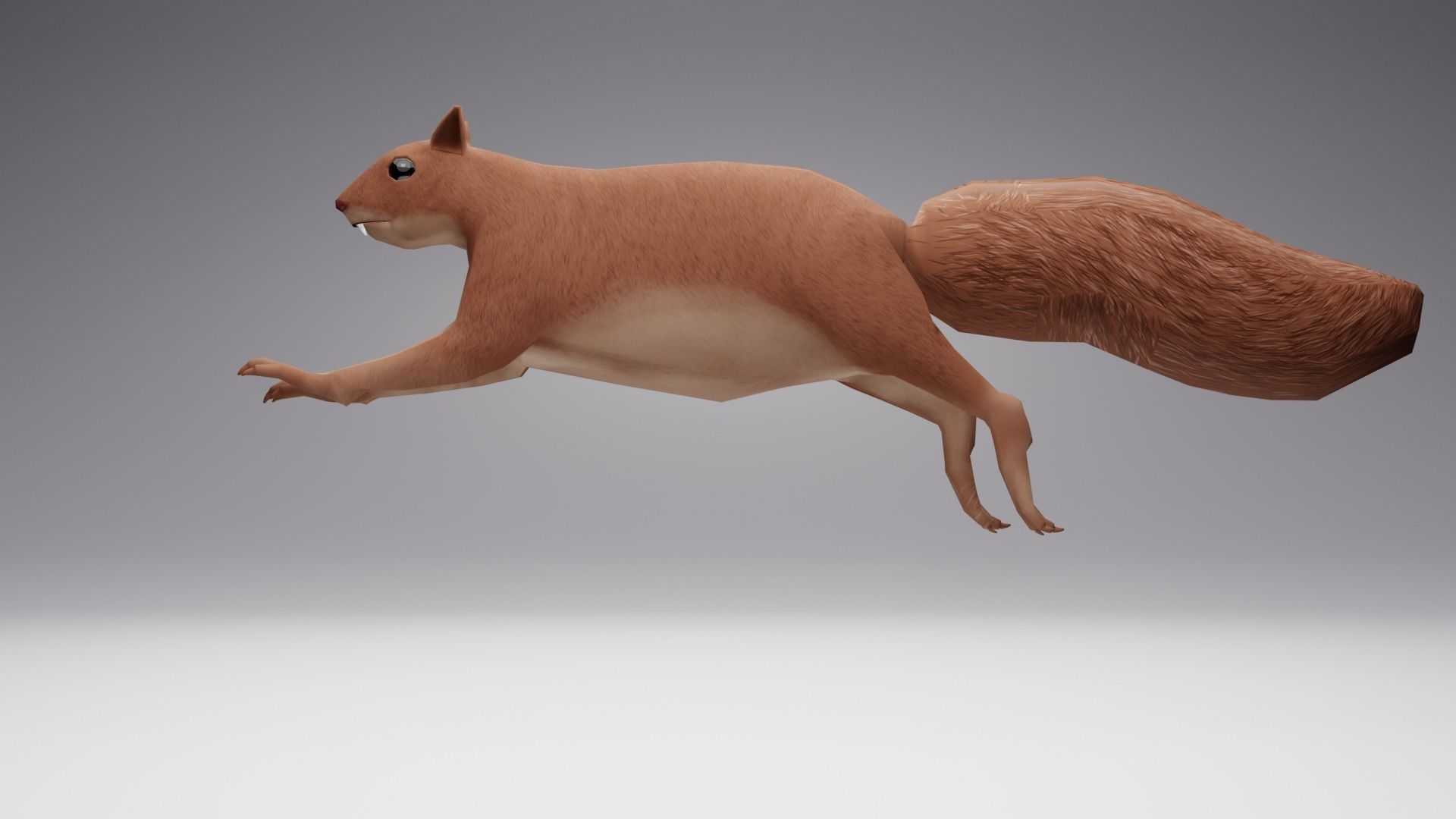 Low Poly Squirrel 3D model with texture and Rigg Low-poly 3D model_4