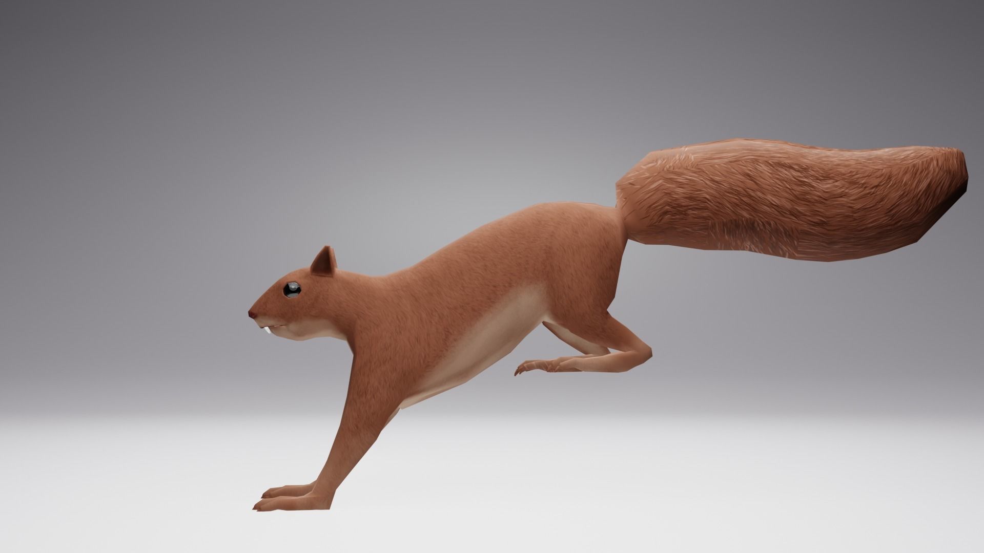 Low Poly Squirrel 3D model with texture and Rigg Low-poly 3D model_5