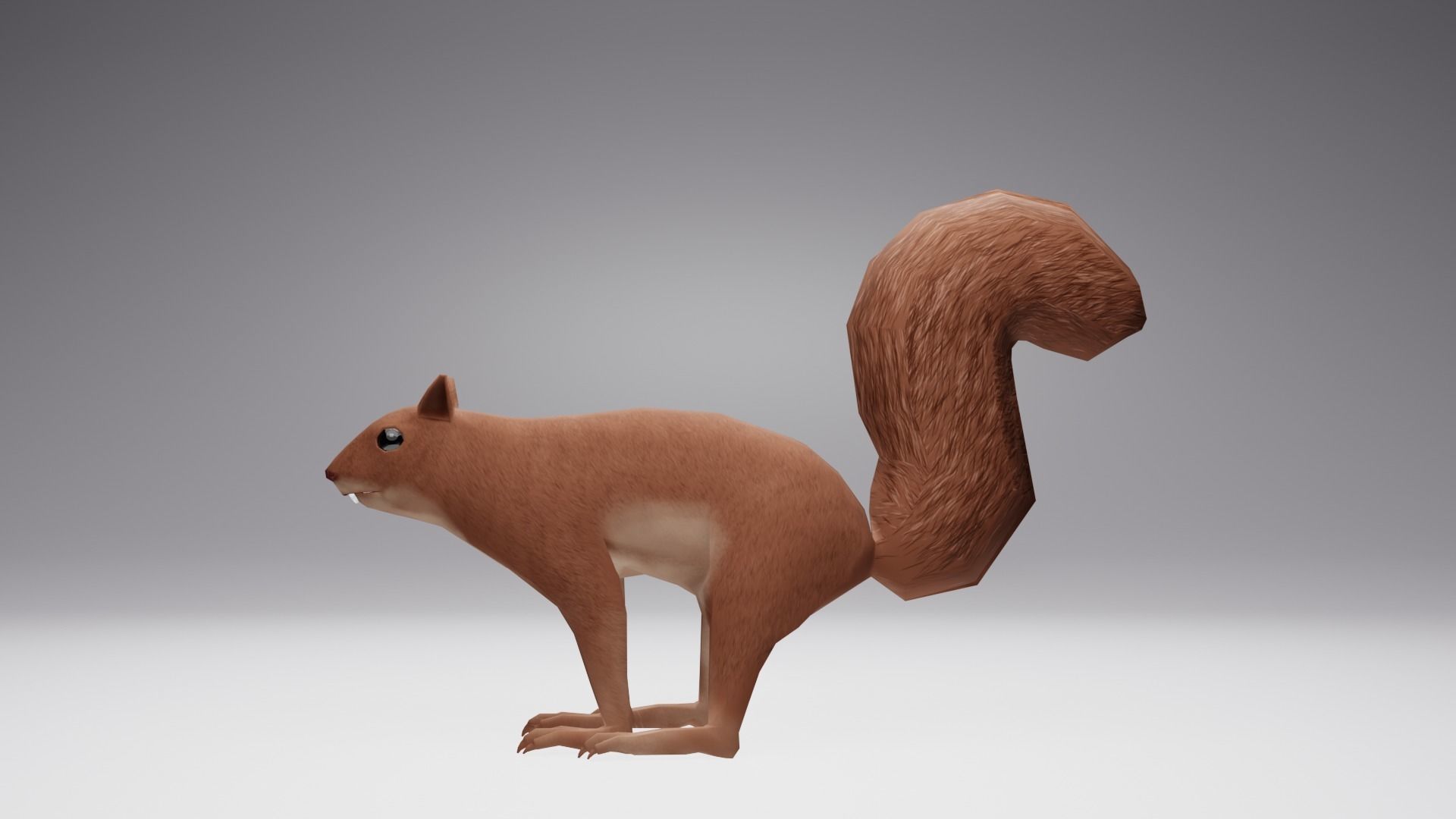 Low Poly Squirrel 3D model with texture and Rigg Low-poly 3D model_2