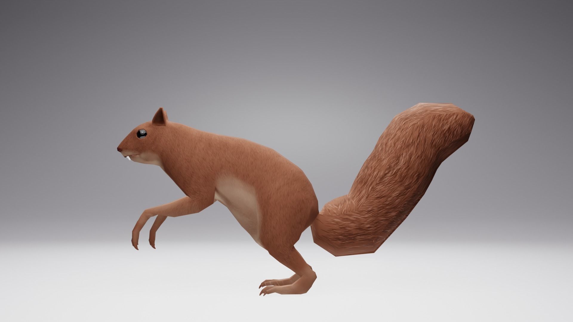 Low Poly Squirrel 3D model with texture and Rigg Low-poly 3D model_3