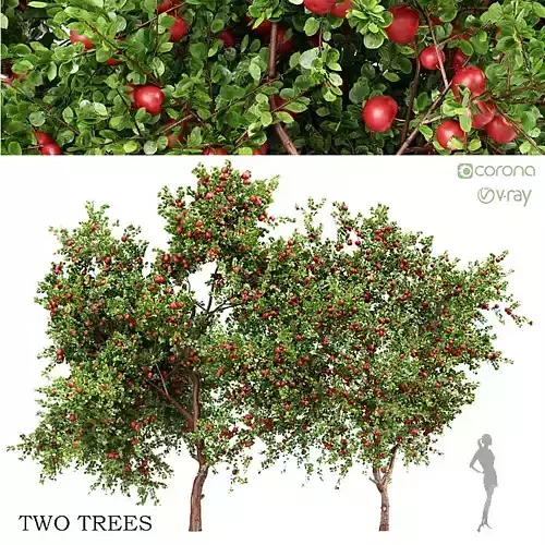 2 diffrent tree Apple fruit tree 3D model